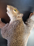 Taxidermy Pissed Off Squirrel