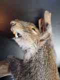 Taxidermy Pissed Off Squirrel