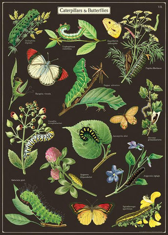 Cavallini & Co Caterpillars & Butterflies Wrap Poster