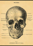 Cavallini & Co The Skull Wrap Poster