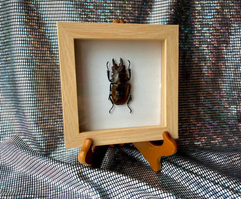 Crystal Eclipse Stag Beetle in Frame