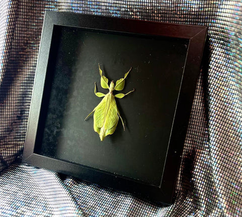 Crystal Eclipse Leaf Bug in Frame