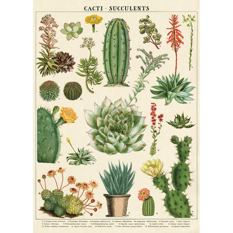 Cavallini Cacti & Succulents Wrap Poster