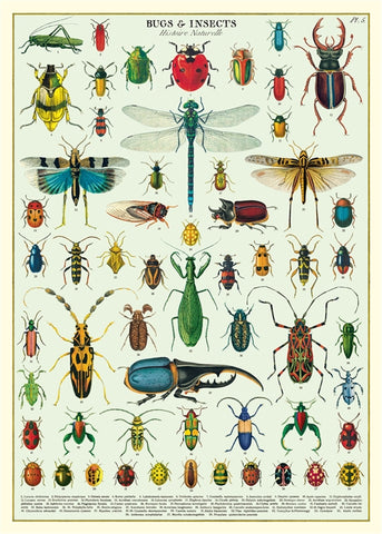 Cavallini & Co Bugs & Insects Wrap Poster
