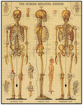 Cavallini & Co Skeletal System 1,000 Piece Puzzle