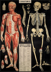 Cavallini & Co L'Anatomie Wrap Poster