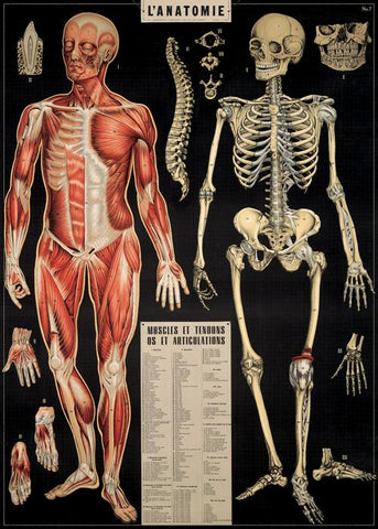 Cavallini & Co L'Anatomie Wrap