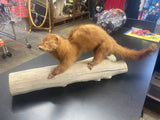 Oddity Roadkill Taxidermy Red Mink