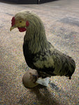 Taxidermy Brahma Chicken