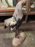 Taxidermy Brahma Chicken