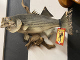 Taxidermy Striped Bass